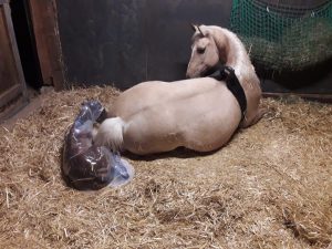 Geburtsüberwachung Pferd